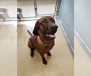 Redbone Coonhound Dogs for adoption in Orleans, VT, USA