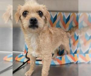 Cairn Terrier-Unknown Mix Dogs for adoption in HESPERIA, CA, USA