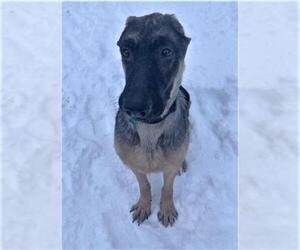 German Shepherd Dog Dogs for adoption in Livonia, MI, USA