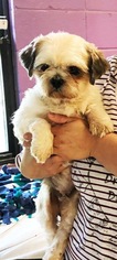 Shih Tzu Dogs for adoption in Ponca City, OK, USA