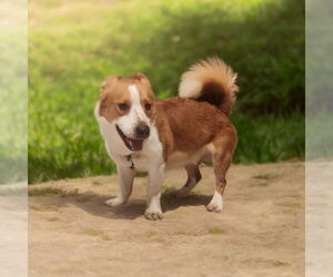 Pembroke Welsh Corgi Dogs for adoption in Menifee, CA, USA