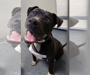 American Staffordshire Terrier Dogs for adoption in Glen Allen, VA, USA