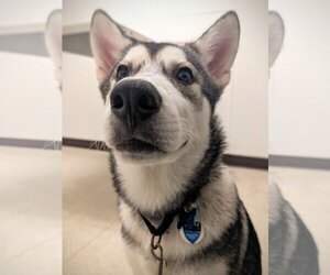 Huskies -Unknown Mix Dogs for adoption in Redmond, WA, USA