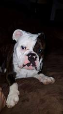 American Bulldog Dogs for adoption in Strongsville, OH, USA