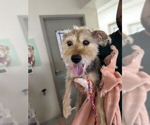 Cairn Terrier Dogs for adoption in Pasadena, TX, USA