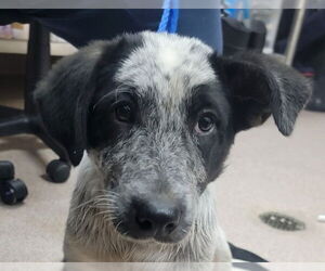 Basset Hound-Unknown Mix Dogs for adoption in Canton, CT, USA
