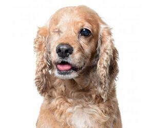 Cocker Spaniel Dogs for adoption in West Hollywood, CA, USA
