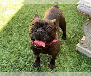 French Bulldog-Unknown Mix Dogs for adoption in Moreno Valley, CA, USA