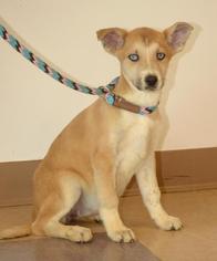 Medium Photo #1 Alaskan Husky-Unknown Mix Puppy For Sale in Little Rock, AR, USA