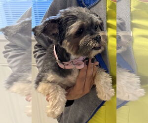 Mutt Dogs for adoption in Boca Raton, FL, USA