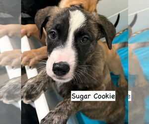 Borador Dogs for adoption in GILBERTS, IL, USA