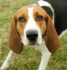 Treeing Walker Coonhound Dogs for adoption in Troy, IL, USA