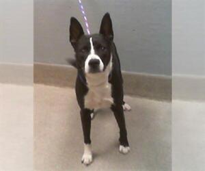 American Pit Bull Terrier-Unknown Mix Dogs for adoption in Las Vegas, NV, USA