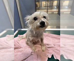 Mutt Dogs for adoption in South Lake Tahoe, CA, USA