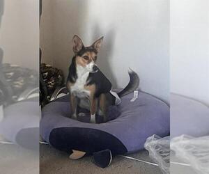 Chihuahua-Unknown Mix Dogs for adoption in San Antonio, TX, USA