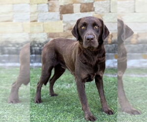 Labrador Retriever Dogs for adoption in PIPE CREEK, TX, USA