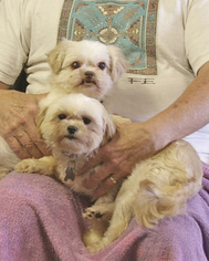 Shih Tzu-Unknown Mix Dogs for adoption in Fletcher, NC, USA
