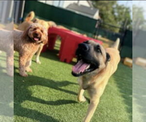 German Shepherd Dog-Unknown Mix Dogs for adoption in Winston Salem, NC, USA