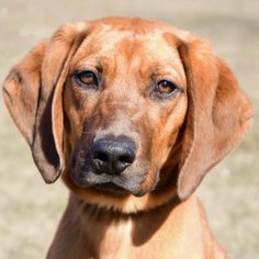 Redbone Coonhound Dogs for adoption in Huntley, IL, USA