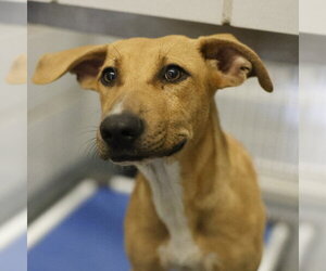 Labrador Retriever-Unknown Mix Dogs for adoption in San Antonio, TX, USA