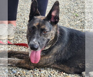 Mutt Dogs for adoption in Walnutport, PA, USA