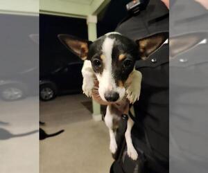 Chihuahua-Unknown Mix Dogs for adoption in San Antonio, TX, USA