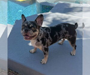 French Bulldog Dogs for adoption in Las Vegas, NV, USA