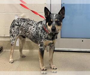 Mutt Dogs for adoption in Grand Prairie, TX, USA