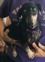 Medium Photo #1 Dachshund Puppy For Sale in Dallas, TX, USA