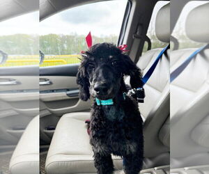 Mutt Dogs for adoption in Rootstown, OH, USA