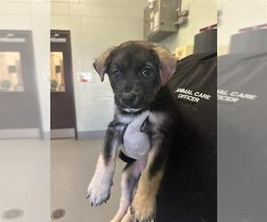 Siberian Husky-Unknown Mix Dogs for adoption in Corpus Christi, TX, USA