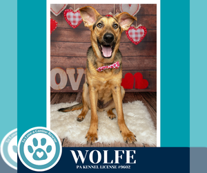 German Shepherd Dog-Unknown Mix Dogs for adoption in Kimberton, PA, USA