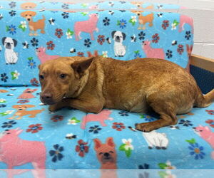 Chihuahua-Unknown Mix Dogs for adoption in Grovetown, GA, USA