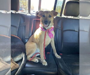 Mutt Dogs for adoption in Candler, NC, USA