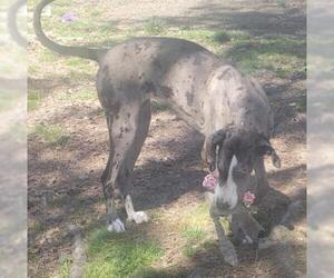 Great Dane Dogs for adoption in Alexander, AR, USA