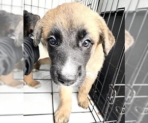 German Shepherd Dog-Unknown Mix Dogs for adoption in Houston, TX, USA