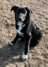 Borador Dogs for adoption in Monticello, IA, USA