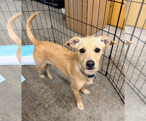 Mutt Dogs for adoption in Bellevue, WA, USA