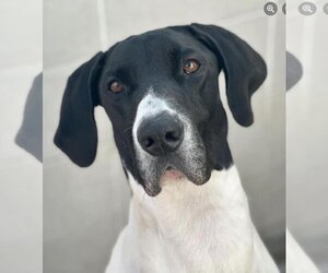 Great Dane Dogs for adoption in Burbank, CA, USA