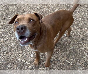 Labrador Retriever-Unknown Mix Dogs for adoption in Santa Cruz, CA, USA
