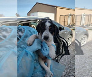 Labrador Retriever-Unknown Mix Dogs for adoption in Bolivar, MO, USA