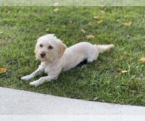 Dachshund Dogs for adoption in Winter, WI, USA