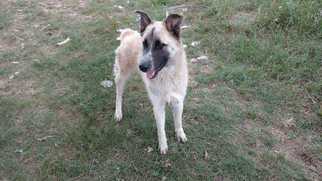 Anatolian Shepherd Dogs for adoption in White River Junction, VT, USA
