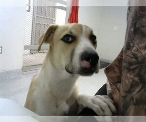 Anatolian Shepherd-Unknown Mix Dogs for adoption in Pasadena, TX, USA