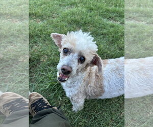Poodle (Miniature) Dogs for adoption in Pacolet, SC, USA