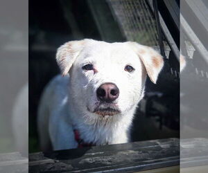 Sheprador Dogs for adoption in Salt Lake City, UT, USA
