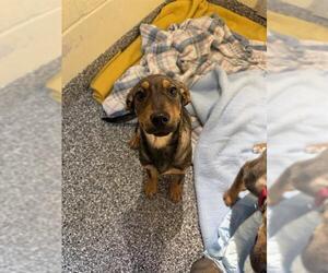 German Shepherd Dog-Unknown Mix Dogs for adoption in Brewster, MA, USA