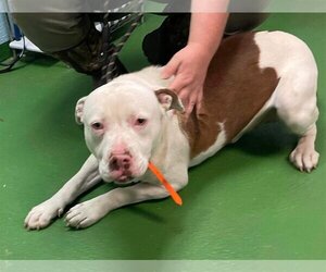 American Pit Bull Terrier-Unknown Mix Dogs for adoption in Rustburg, VA, USA