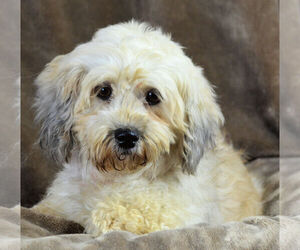 Havanese Dogs for adoption in Bon Carbo, CO, USA