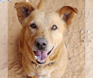 Cardigan Welsh Corgi-Unknown Mix Dogs for adoption in Kanab, UT, USA